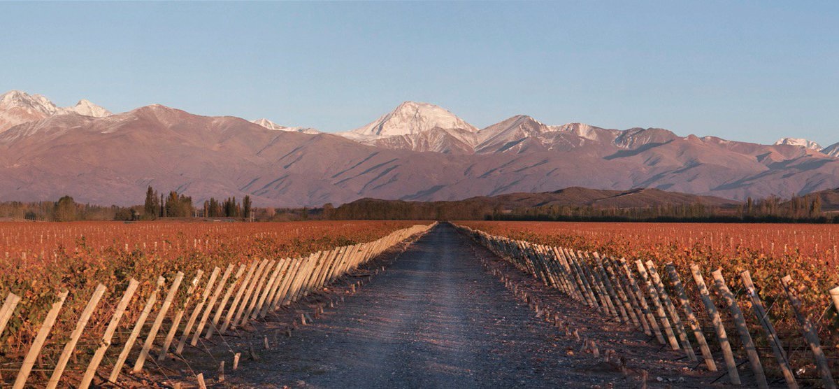 Banner de viñedos argentinos
