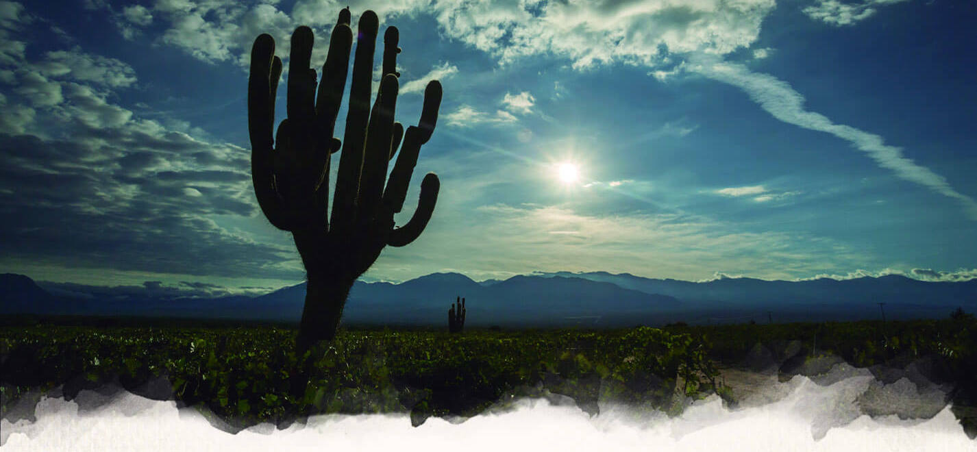 Banner de Bodegas Etchart