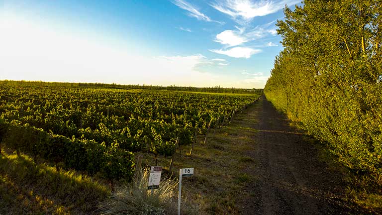 Neuquén Vineyards